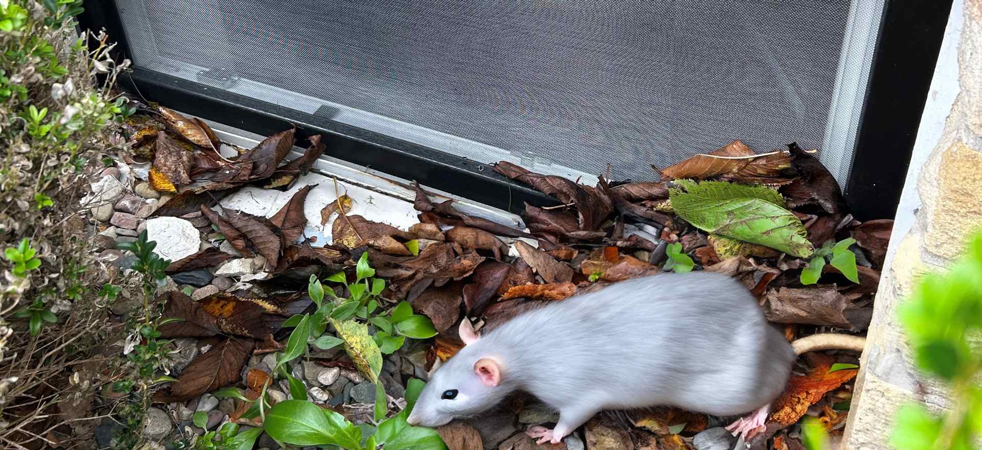 Nagerschutz für Kellerfenster: Schützen Sie Ihr Zuhause vor unerwünschten Gästen eine Ratte sitzt vor einem Kellerfenster mit Nagerschutz